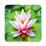 Logo of Breathing Relaxation Exercices android Application 